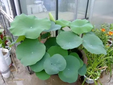 有品位的人都养这3种花，放在家里装饰效果好，观赏性也强(适合放在家里养的花)